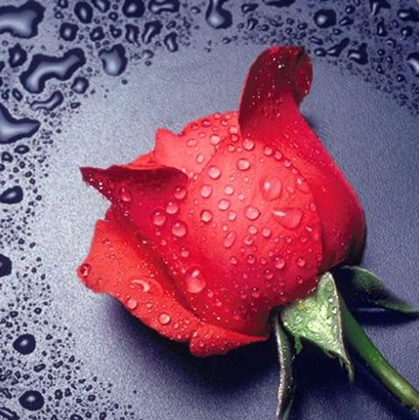 Buy Diamond painting kit-Red rose-DM-005