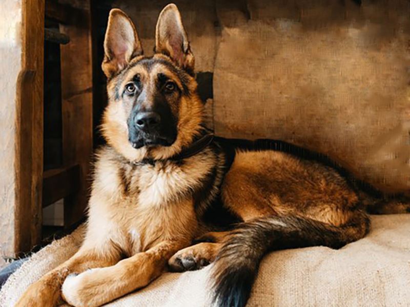 Buy Diamond painting kit-German shepherd dog-DM-061