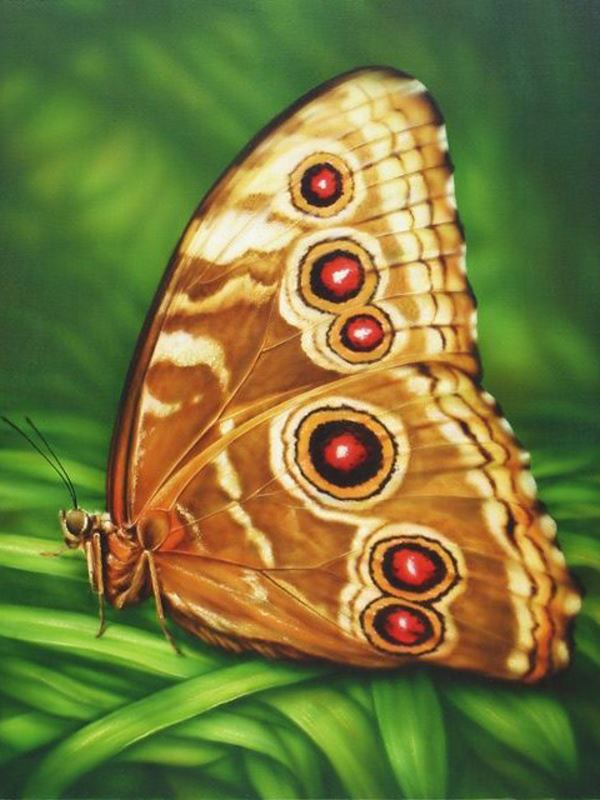 Buy Diamond painting kit-Butterfly monarch-DM-176