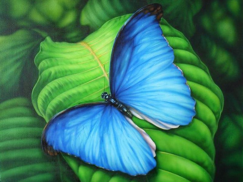 Buy Diamond painting kit-Blue butterfly-DM-181