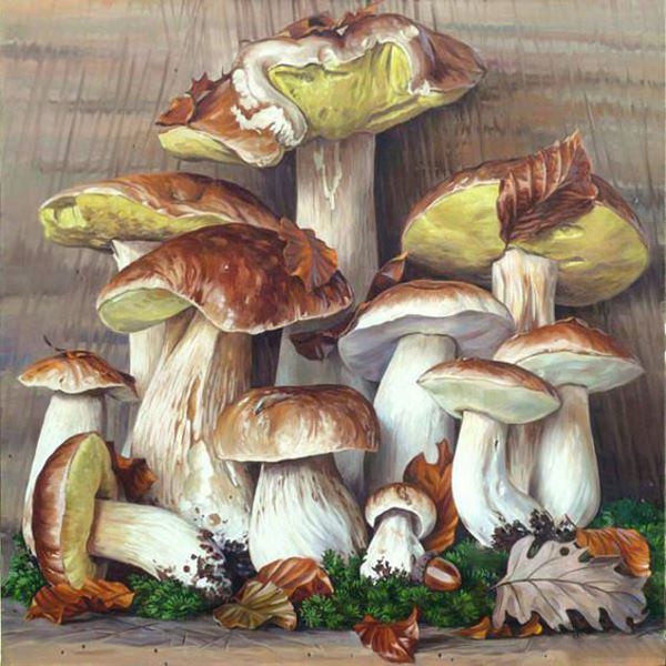 Buy Diamond painting kit-Mushroom stormo-DM-228