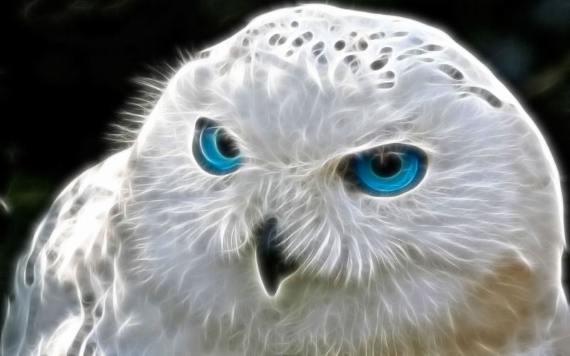Buy Diamond painting kit-The white owl-DM-242