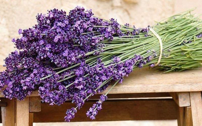Buy Diamond painting kit-Flowering lavender-DM-245