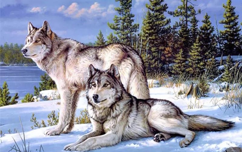 Buy Diamond painting kit-Pair wolves-DM-276
