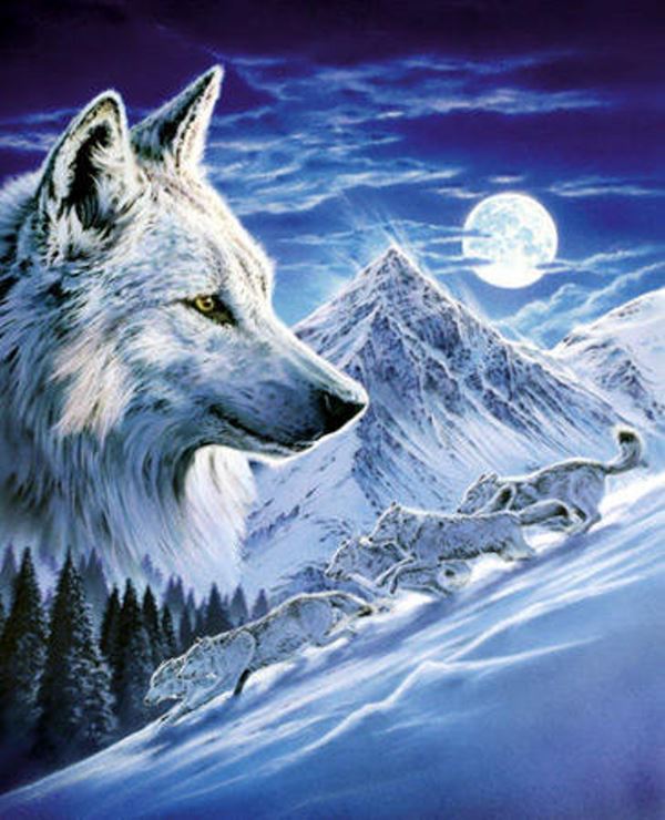 Buy Diamond painting kit-Wolves in a full moon-DM-278