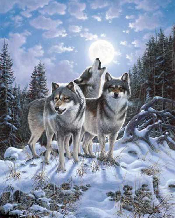 Buy Diamond painting kit-Stole wolves-DM-279