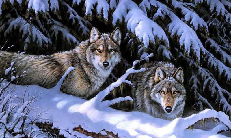 Buy Diamond painting kit-Snow wolves-DM-280