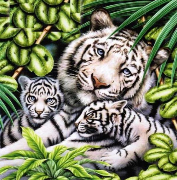 Buy Diamond painting kit-White tigree with tigers-DM-283