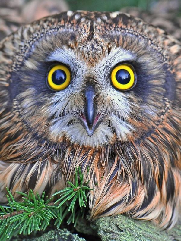 Buy Diamond painting kit-Eyeed owl-DM-348